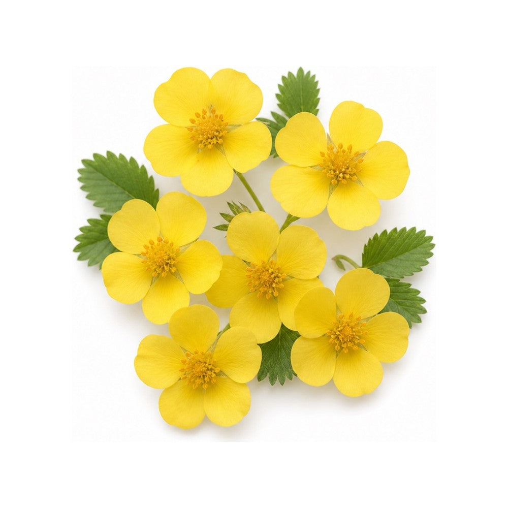 Kinbai Flower