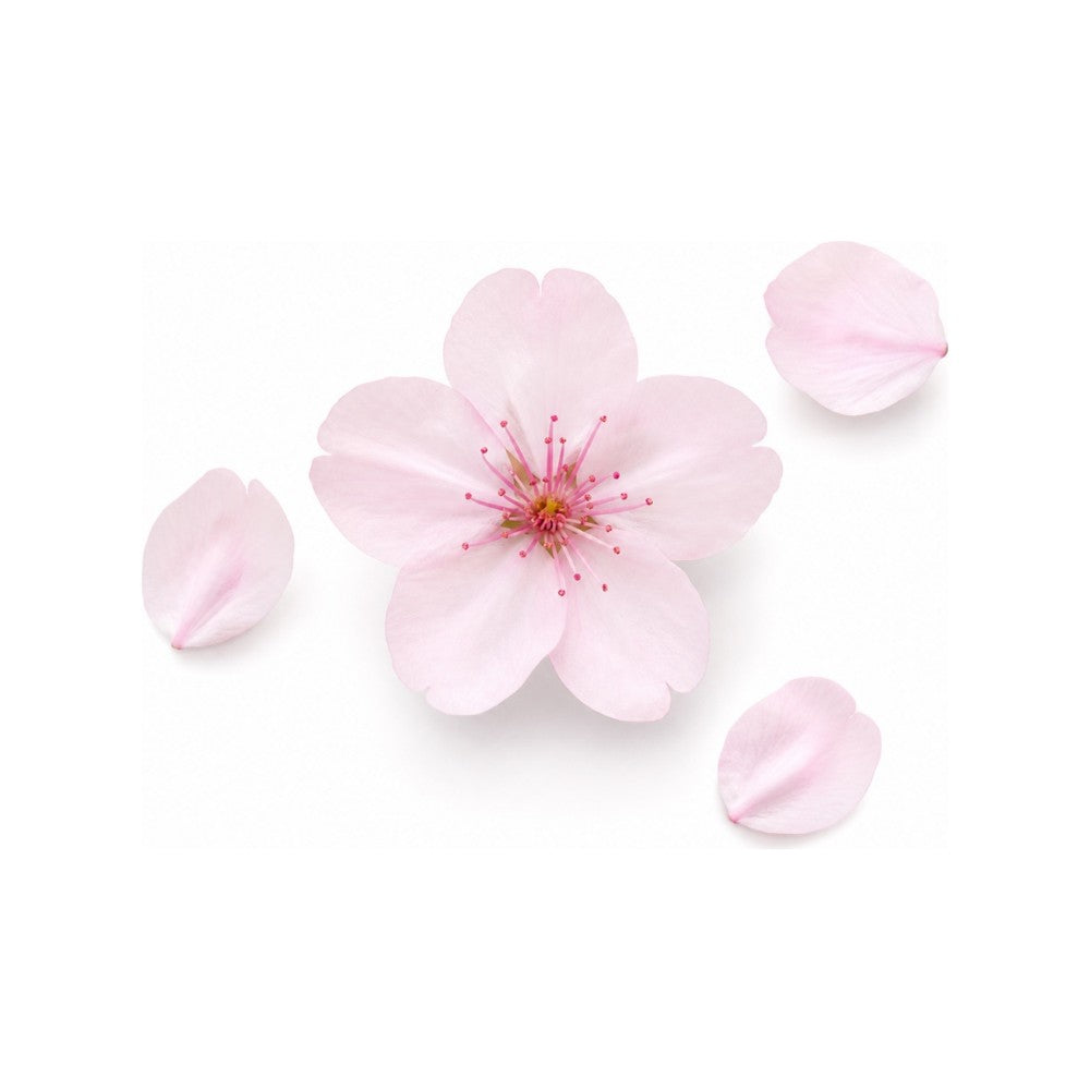Cherry Blossom